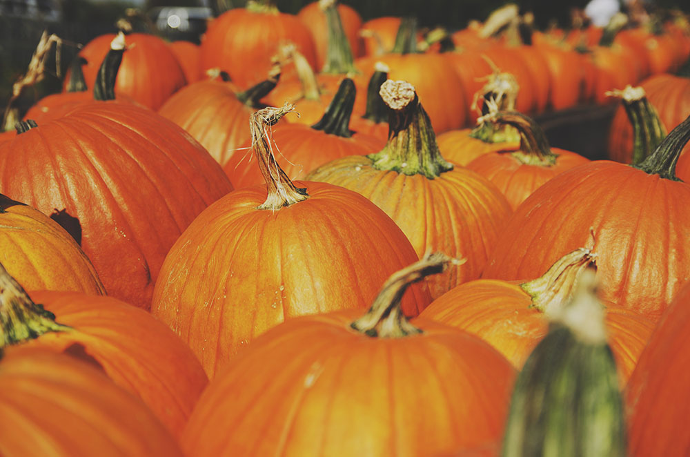 A patch of Pumpkins, now used to carve into Halloween Lanterns