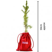 Custom Branded Sapling Christmas Tree for corporate gifts