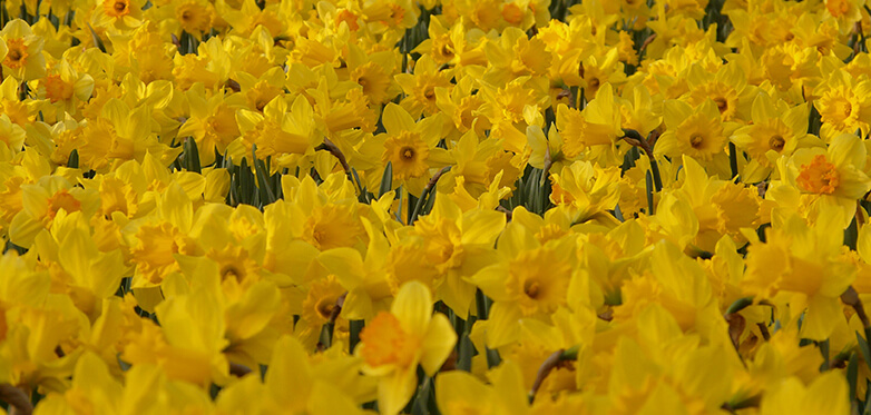 Great Promotional Items For Celebrating in a St David's Day Event