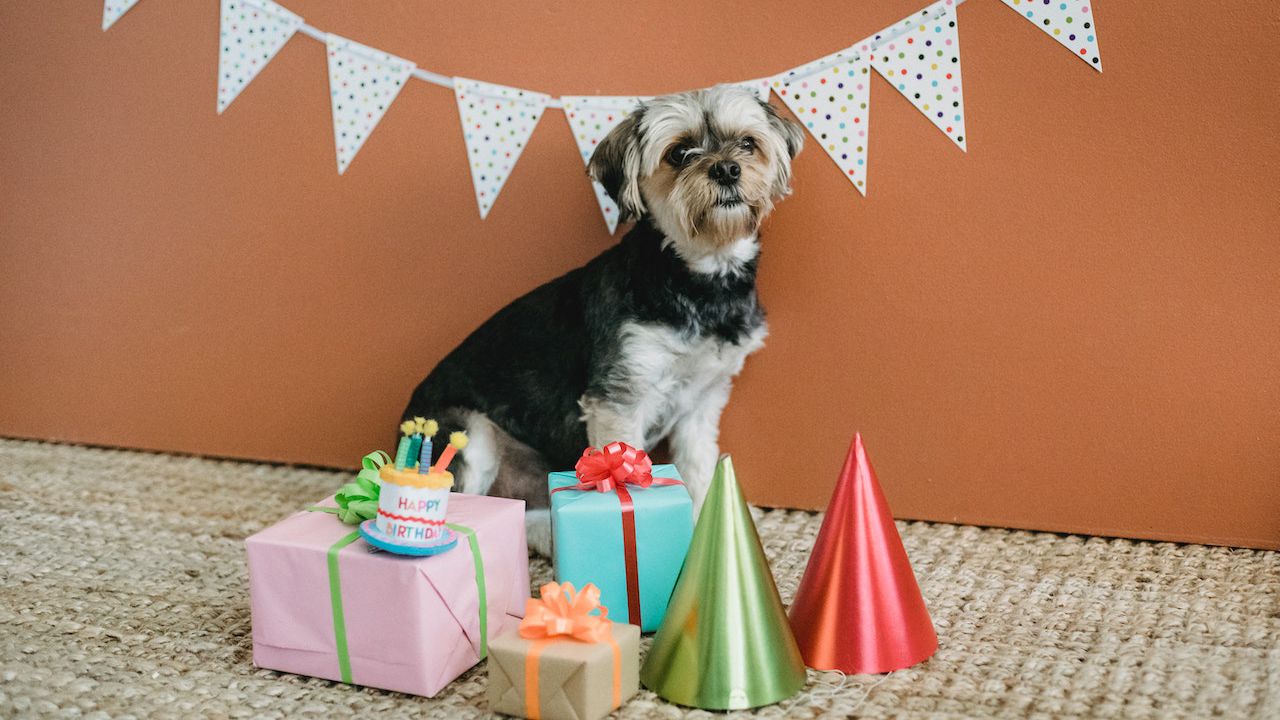 The 10 Best Branded Pet Products For National Pet Month