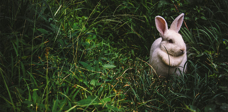 Egg-cellent Easter Marketing Campaigns