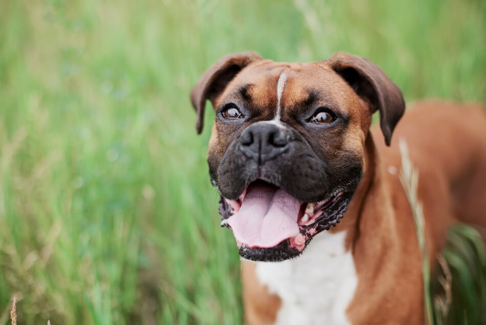 Buster The Boxer