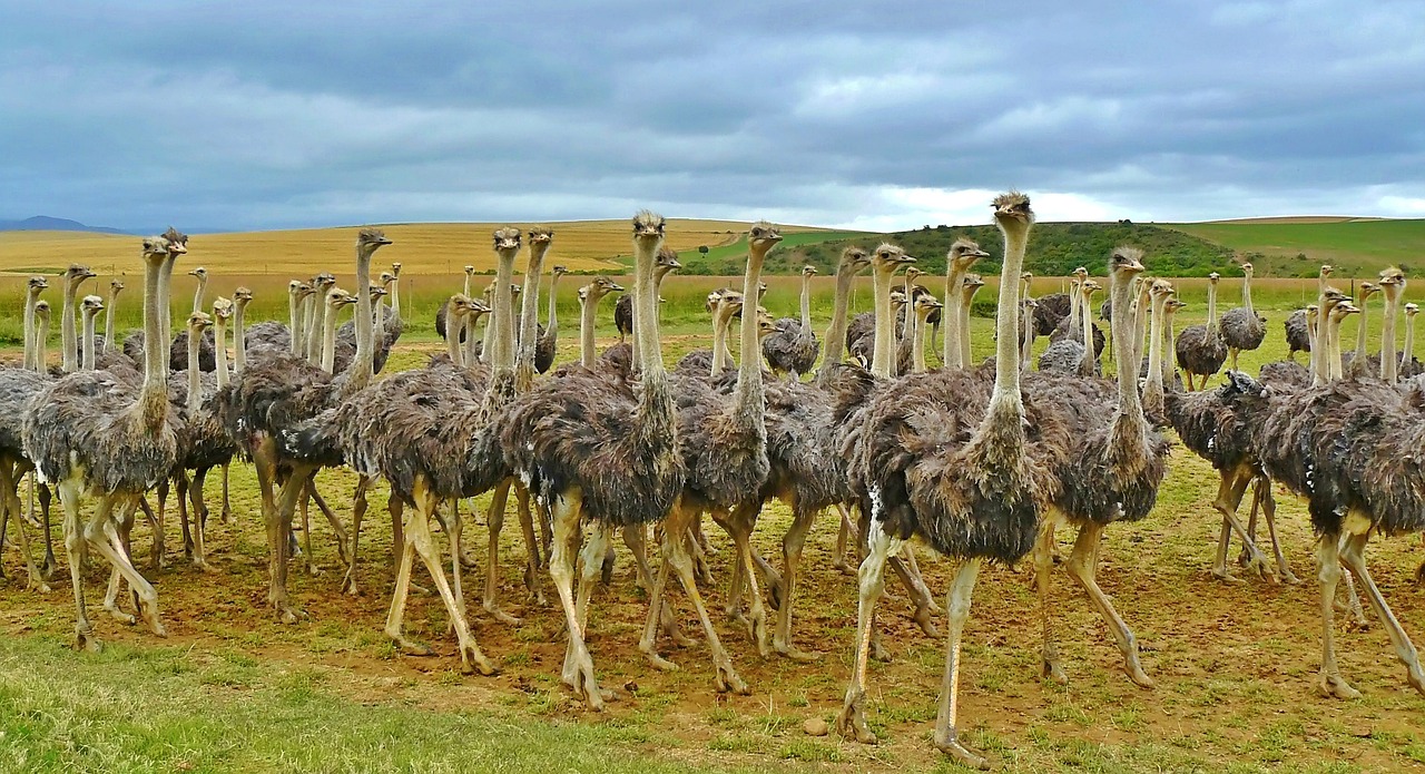 A flock of ostriches and no heads-in-sand in sight