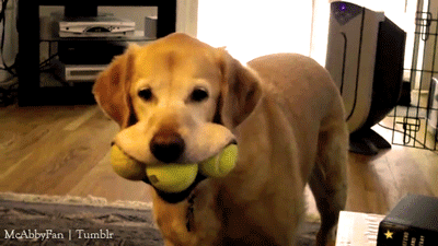 Dog with tennis balls